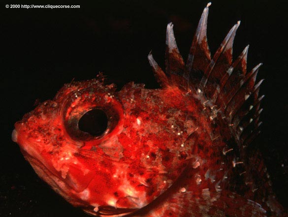 photo poisson photos de plong�e en Corse