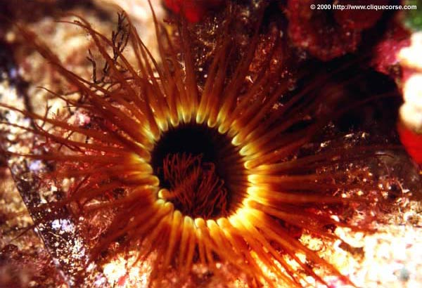 corail gorgone