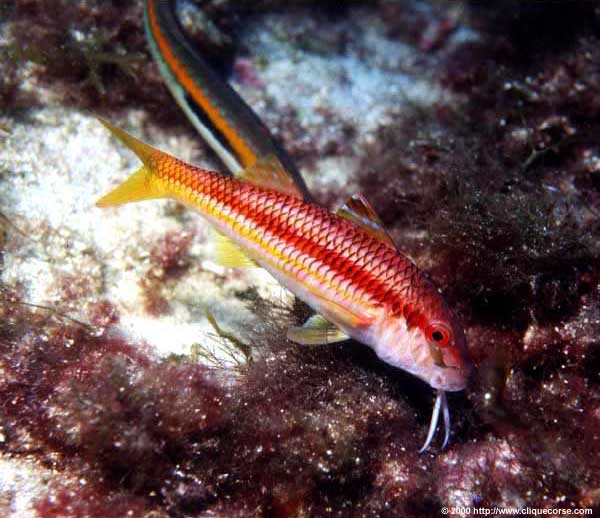 rouget