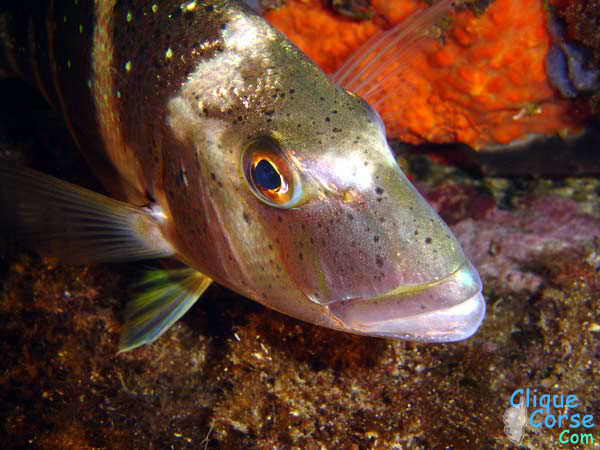 poisson de roche photos de plong�e en Corse
