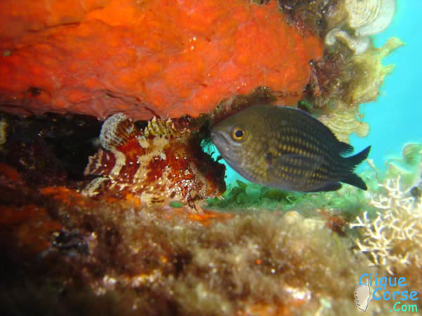 Plongée en Corse